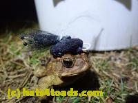 /home//u458753944/public_html/sourcegallery////////////Roxborough Toad Detour/2022/2022-03-07/P3070850.JPG